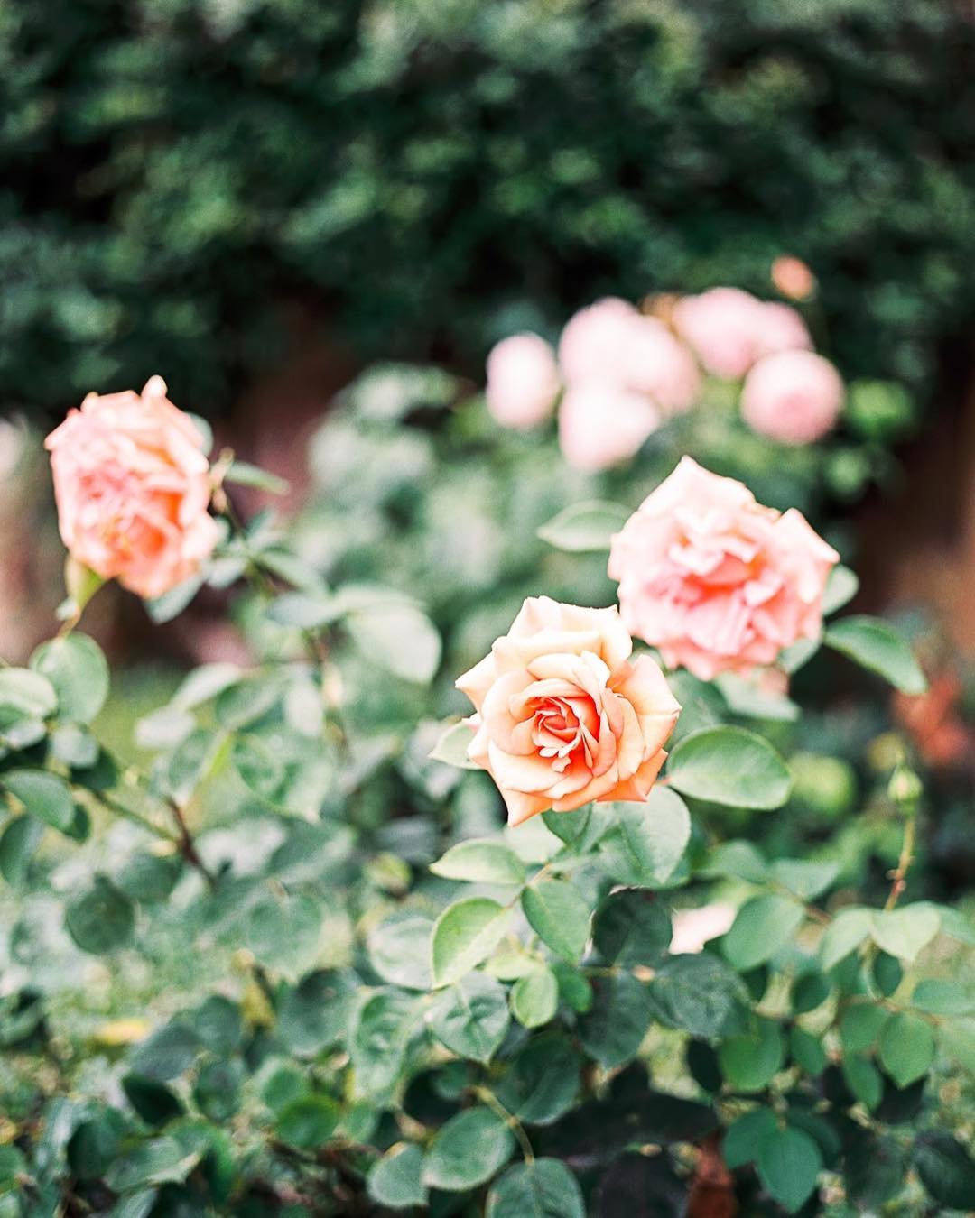 We're sharing the most important considerations to keep in mind for a private estate wedding to help you clarify your vision, determine your priorities and confirm if this wedding style is right for you. See more on the Willow & Oak Journal! #tentedwedding #outdoorwedding #athomewedding