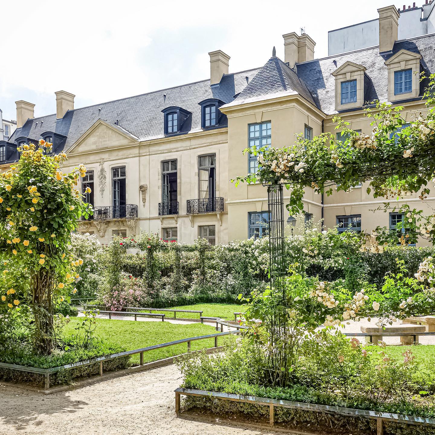 Roses blooming on trellises in Square René Viviani